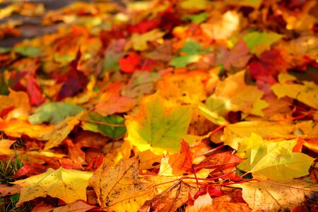 Colorful autumn leaves with a little depth of field blurring the backgroundの写真素材