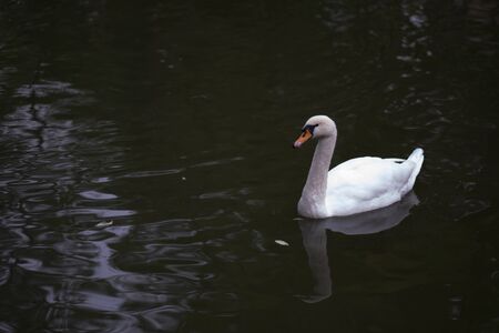 Beautiful white Swan swimming in the lakeの写真素材