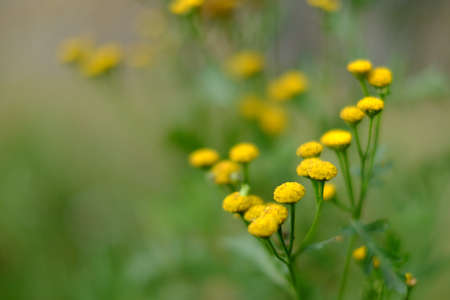 Beautiful little yellow flowers on summer meadowの写真素材