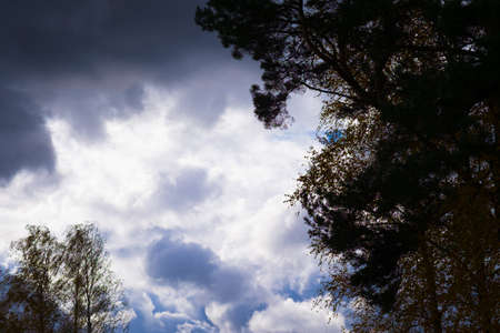 Trees unusually beautiful and expressive gray clouds and blue colors