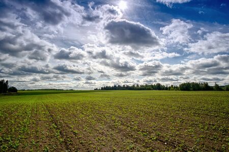 A field is planted with plants of winter cropsの写真素材