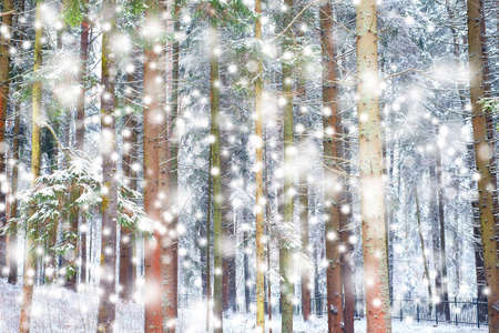Winter wonderland with fir trees. Christmas greetings concept withの写真素材