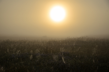 In the foreground yellow grass with drooping cobwebsの写真素材
