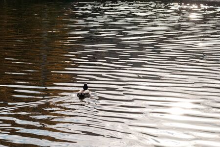 Ducks floating in a dark autumn pondの写真素材