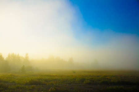 Beautiful picture with a thick morning mist and mystical treesの写真素材