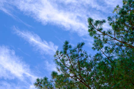 Beautiful views of the spruce top on a blue sky background with white clouds. Place for your text.
