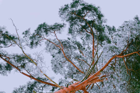 Magical views of the top is covered with snow and green pine trees against the gray sky.の写真素材