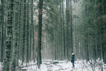 A lonely girl walking in a dark winter forest. Everywhere tall pine trees and snow.の写真素材