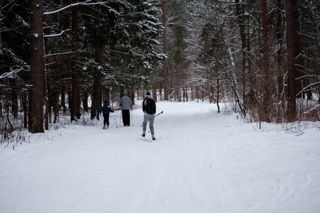 Skiers walk through a winter pine forest. In the foreground the snow-covered road in the background of the skier three men and a baby in a forest.の写真素材