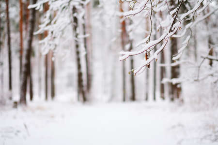 Frosty tree branches with snow in winter forest. In the foreground the bare branches of trees in...