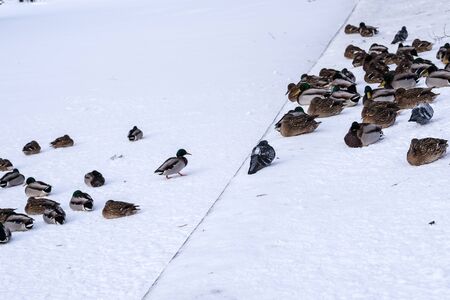 Ducks on the snow. Ducks walking in the snow in the winter. Among them are the pigeons. There are a lot of snow.の写真素材