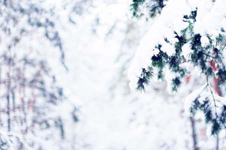Pine branches in a winter landscape. Close-up shot of a branch of pine needles in the winter, covered with pure white snow. The background is blurred.の写真素材