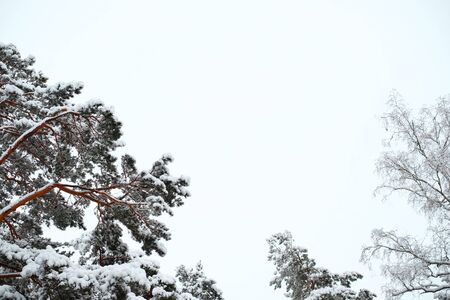 View of tops of the trees in the winter. The tops of pine trees and other trees shot from below against the sky. Fir branches covered with snow.の写真素材