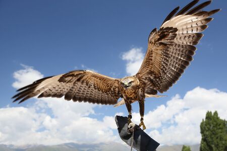 falcon has spread wings. background sky.の写真素材