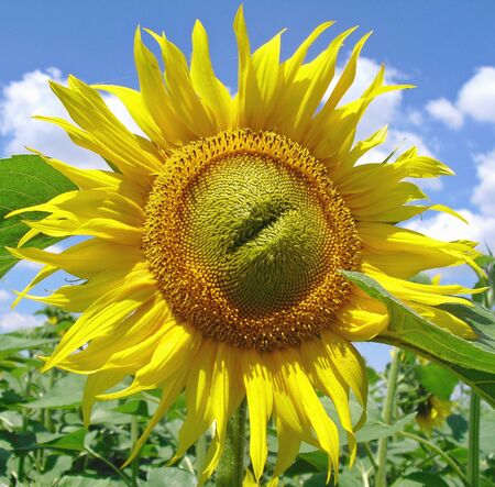 Sunflower who doesn't want to talk...の写真素材
