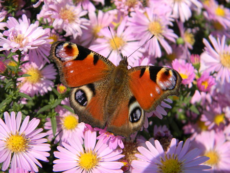 Beautiful butterfly on the sea of pink flowers,near old fortress in Bac,Serbia...の写真素材