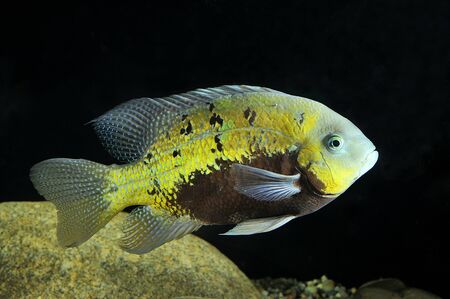 Small yellow - brown  fish in the aquarium