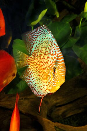 Small yellow fish in the aquariumの写真素材