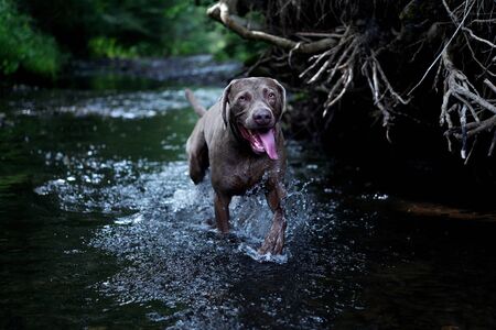 The portrait Weimaraner dog in profile in the stream.の写真素材