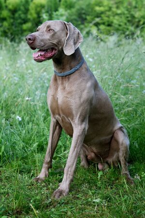 Weimaraner dog in profile with open mouth 
in the grass.の写真素材