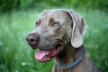 Weimaraner dog in profile with open mouth in the grass.の写真素材