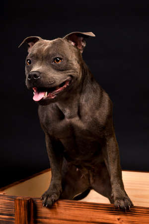 Portrait of gray Staffordshire Bull Terrier Puppy Dog on black backgroundの写真素材