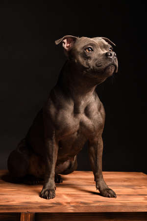 Portrait of gray Staffordshire Bull Terrier Puppy Dog on black backgroundの写真素材