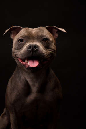Portrait of gray Staffordshire Bull Terrier Puppy Dog on black backgroundの写真素材