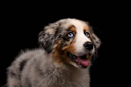 Puppy Australian Shepherd dog shows tongue Isolated on black background in studioの写真素材