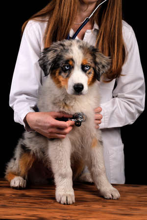 Cute funny puppy Australian Shepherd blue merle dog portrait