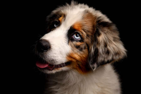 Australian Shepherd dog Isolated on black background in studio.の写真素材