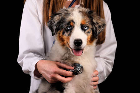 Cute funny puppy Australian Shepherd shows tongueの写真素材