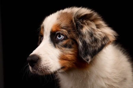 Puppy Australian Shepherd dog Isolated on black background in studio Headshot Australian Shepherd blue merle dog portraitの写真素材
