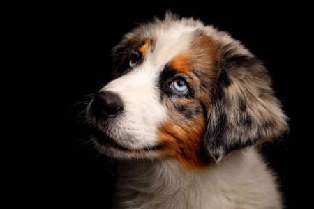 Cute Puppy Australian Shepherd dog Isolated on black background in studio.の写真素材