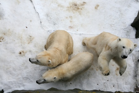 polar bears in Prague zooの写真素材