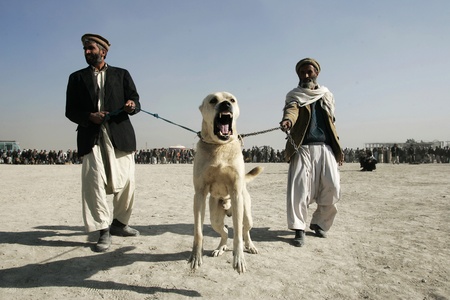 Men waiting for  start of dog fighting in the district Chaman-e-Babrak in Kabul, Afghanistan on...
