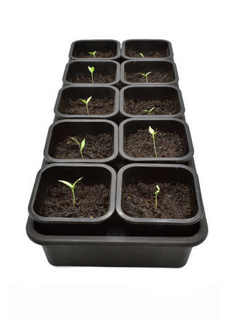 Young tomato seedlings. Isolated.の写真素材