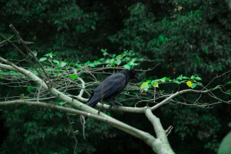 The Crowの写真素材