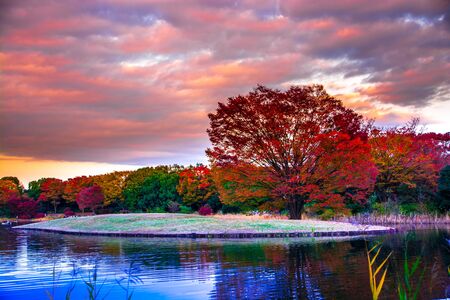 Color of Autumnの写真素材