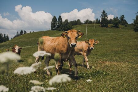 Cows on the field with blue and green background.の写真素材
