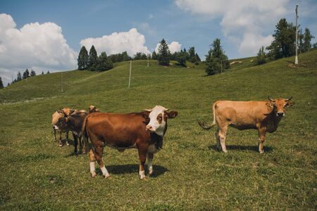 Cows on the field with blue and green background.の写真素材