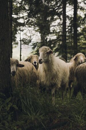 inquisitive sheep in foreground. Sheeps group and lambs on a meadow with green grass. Flock of sheep in forest scenery. a misty morning in Tatra Mountains.の写真素材