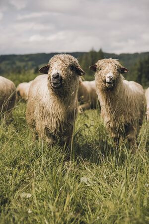 Sheeps group and lambs on a meadow with green grass. Flock of sheep in forest scenery. a misty...