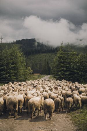 Sheeps group and lambs on a meadow with green grass. Flock of sheep in forest scenery. a misty...