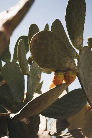 Prickly pears on a cactus plant. Sunny and hot day of summer. cactuses from the island of Majorca, Spain. Selective focusの写真素材