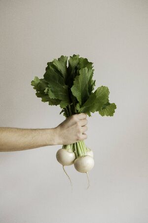 Organic fresh harvested vegetables. Farmers hands holding fresh turnip, closeup. Bright white backgroundの写真素材