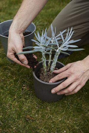 Man hands transplanting plant from an old casing into a new pot. model pours the soil into the pot with your hands. replanting plants in the gardenの写真素材