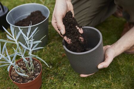 model pours the soil into the pot with your hands. Man hands transplanting plant a into a new pot.