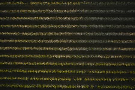 A drone photo of an apple orchard at sunset. Fruit trees with flowers, spring time. Rural scenery, organic farmingの写真素材