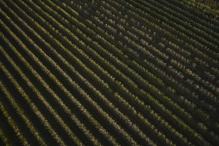 A drone photo of an apple orchard at sunset. Fruit trees with flowers, spring time. Rural scenery, organic farmingの写真素材